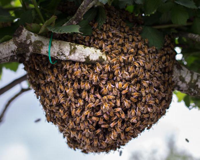как поймать пчелиный рой 
