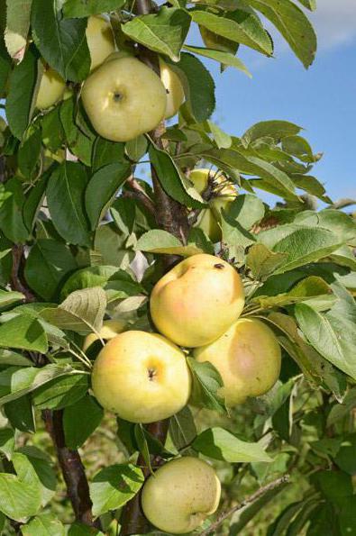 columnar apple planting and care dialogue