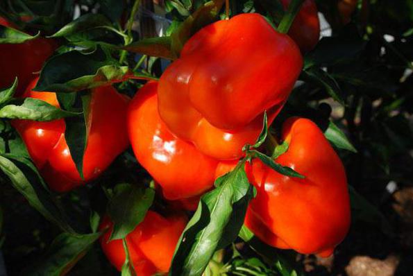 комплексное удобрение для рассады томатов и перцев 