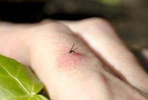 как убить комаров в домашних условиях 