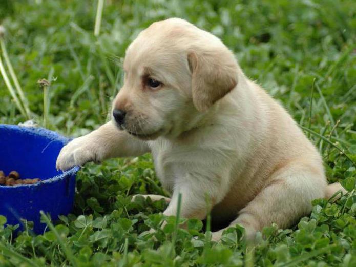 how to soak dry puppy food