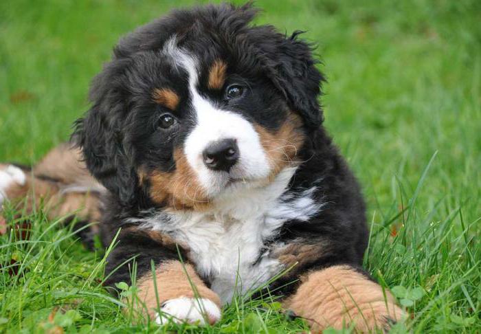 bernese mountain dog breed description photos reviews