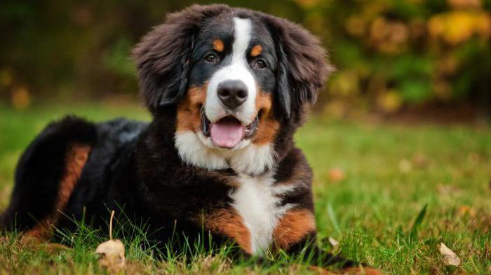 dog breed bernese mountain dog description