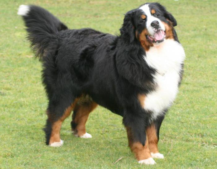 bernese mountain dog breed description nature training method