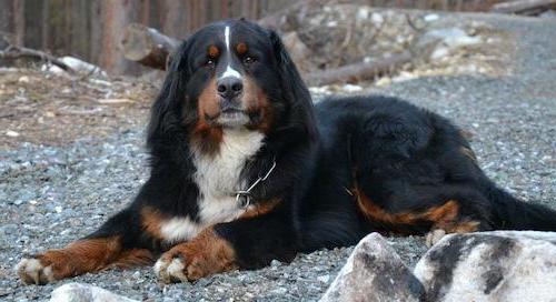 Bernese Mountain Dog breed description