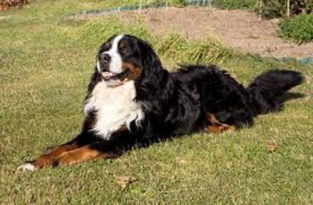 breed description Bernese Mountain Dog