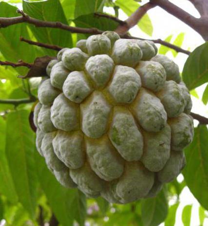 noina fruit