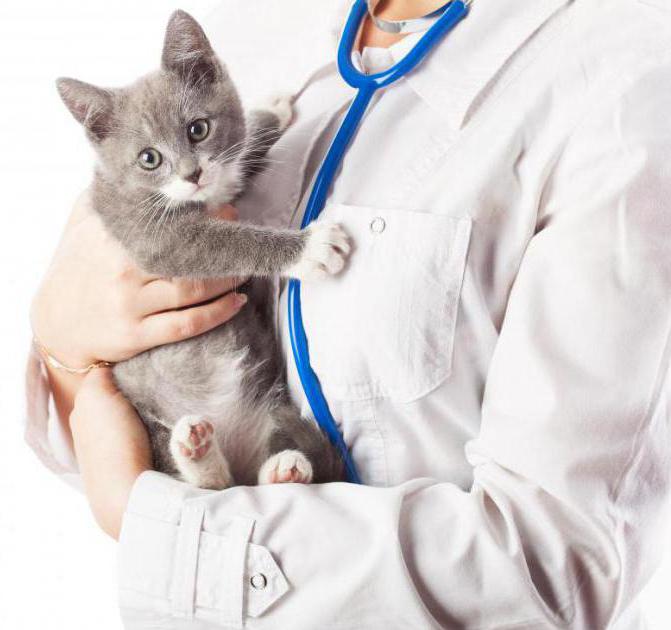 непроходимость кишечника у кошек симптомы и лечение