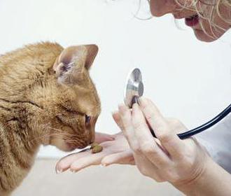 непроходимость кишечника у кошек 