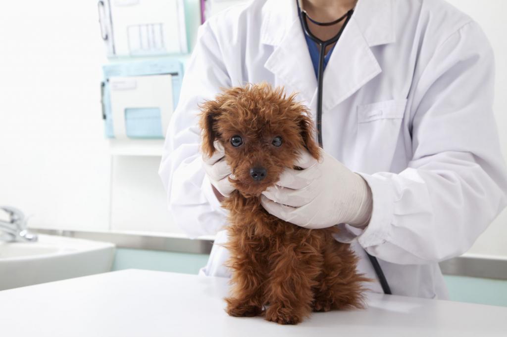 dog kidney disease symptoms