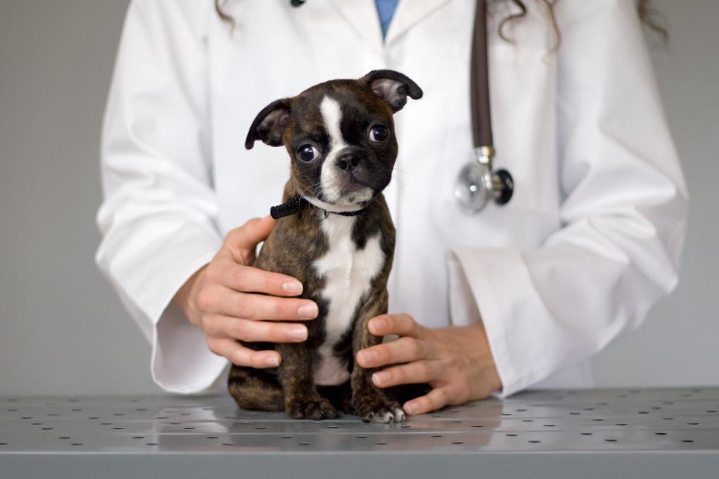 dog ear diseases symptoms and treatment