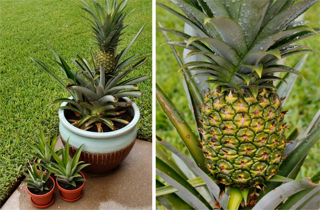 как посадить ананас в домашних