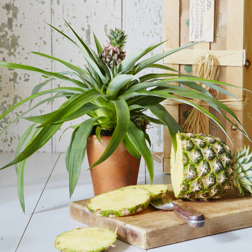 как посадить ананас в домашних из верхушки