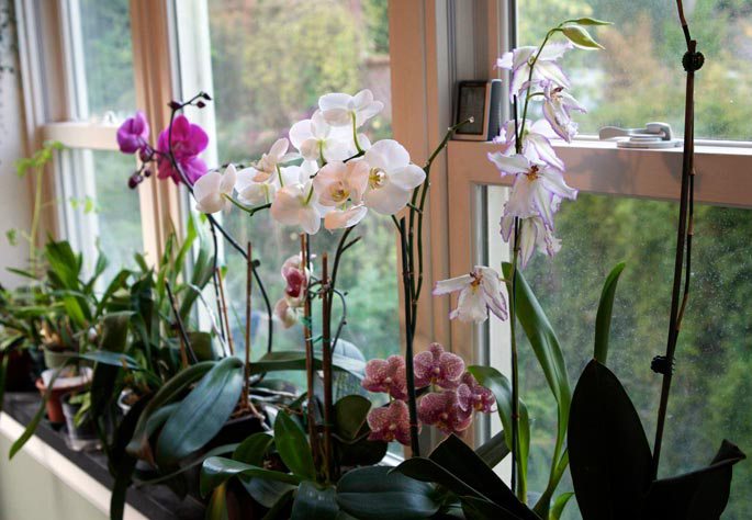 орхидея фаленопсис не цветет