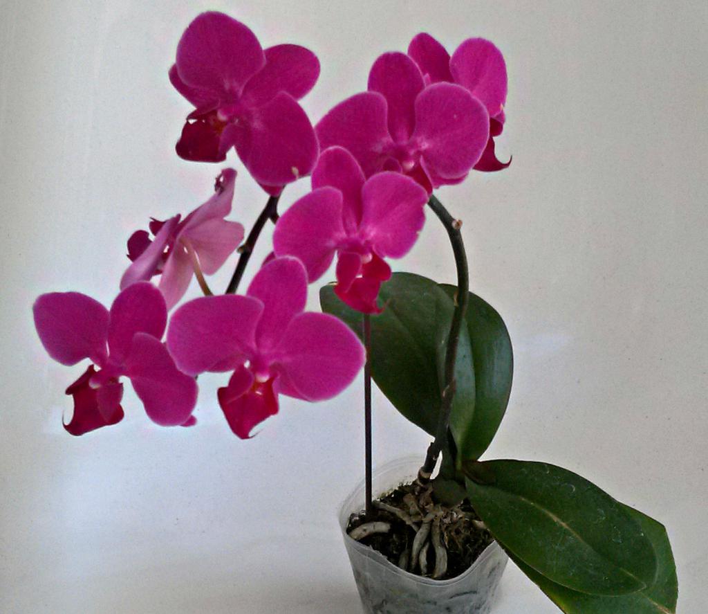 орхидея долго не цветет