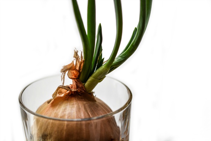 how to grow green onions from a house at home