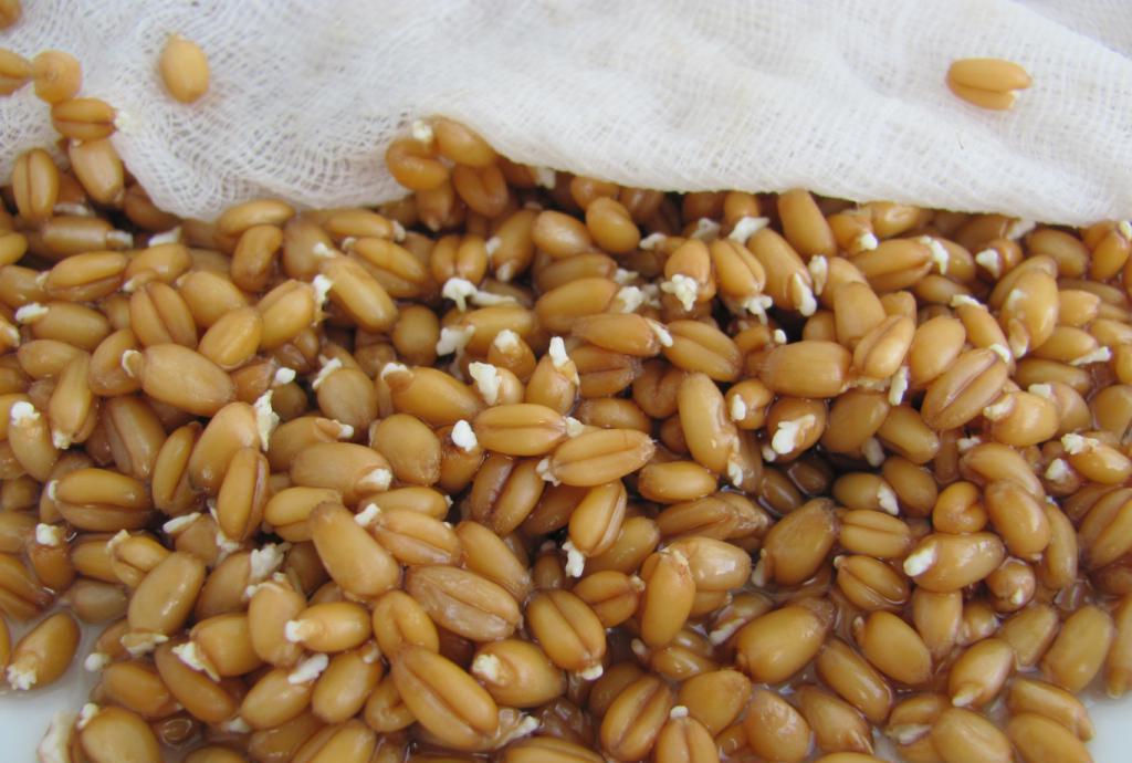 правила проращивания пшеницы