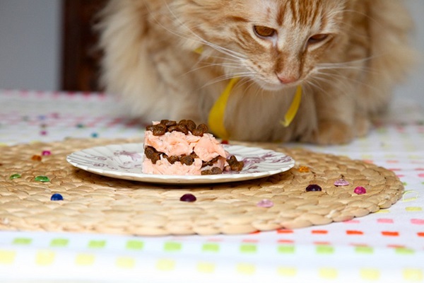 Cat and sweets