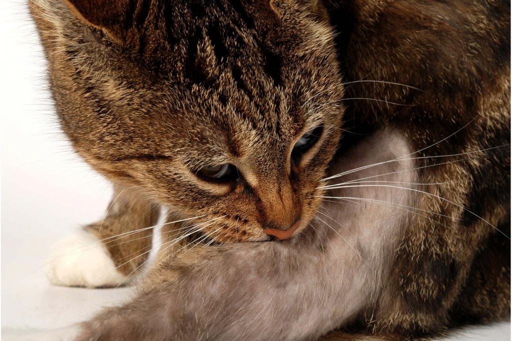 how to treat a cat’s wound