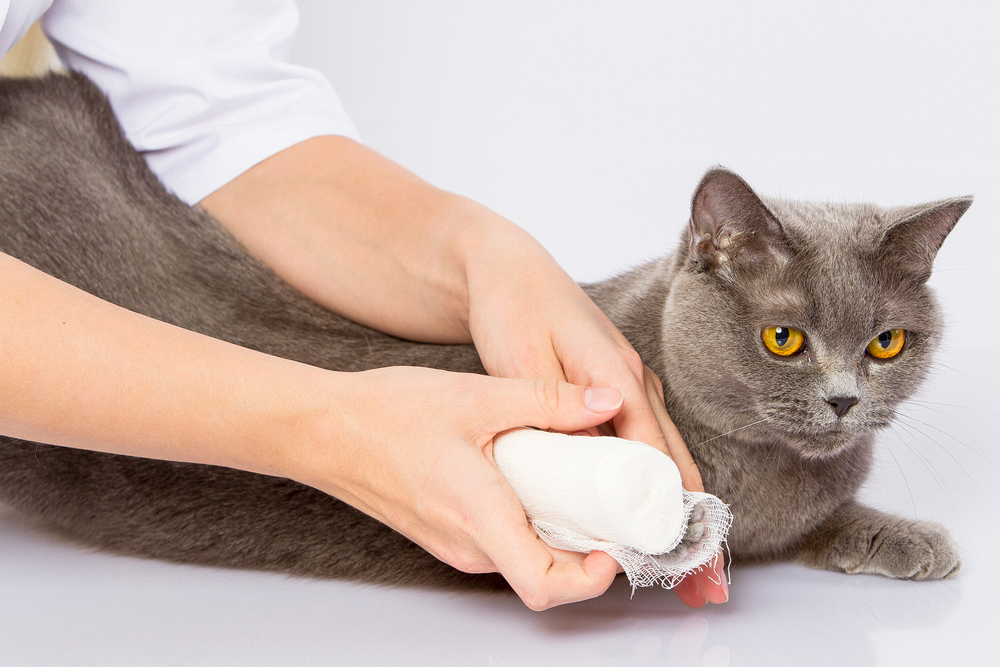 Can cats treat wounds with peroxide?