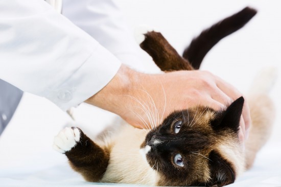 how to treat a purulent wound in a cat