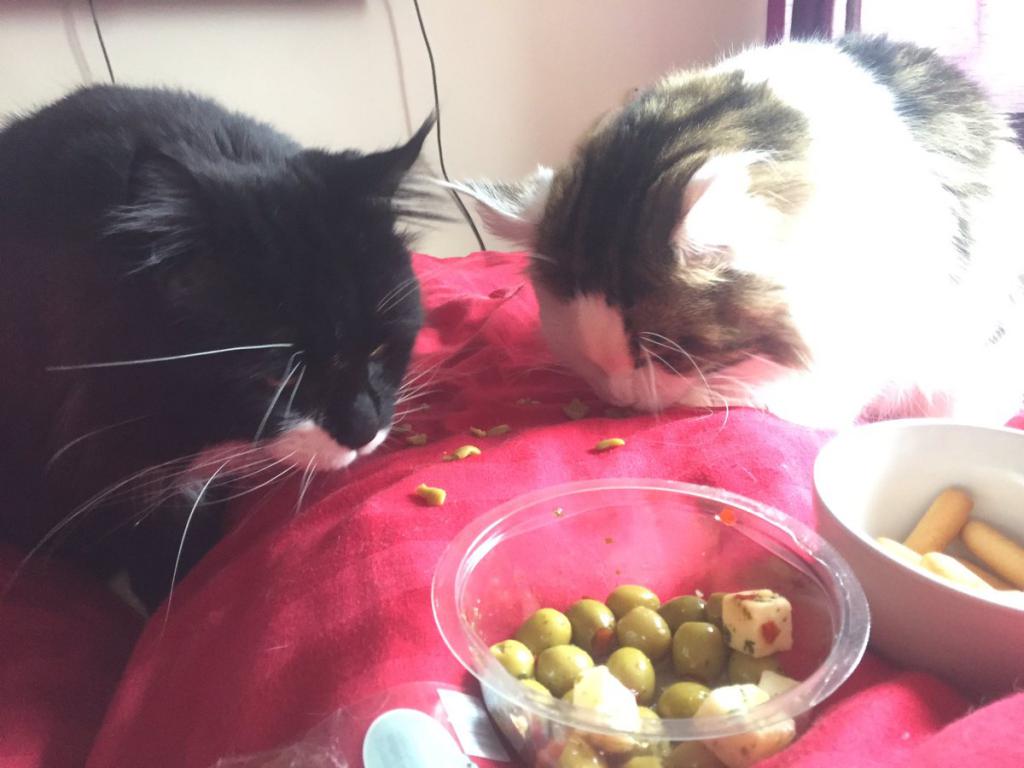 why cats like olives and olives