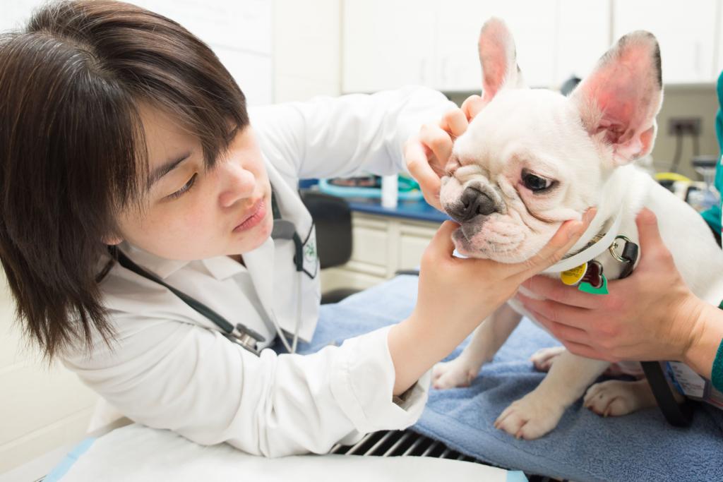 at the veterinarian - dentist