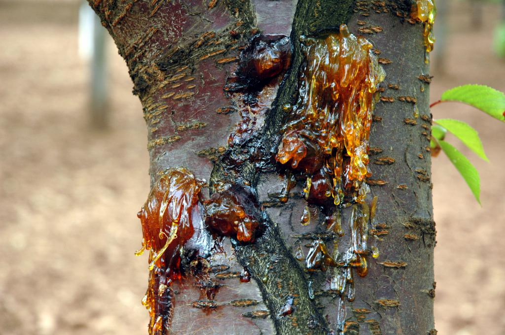 рак дерева: как избавиться?
