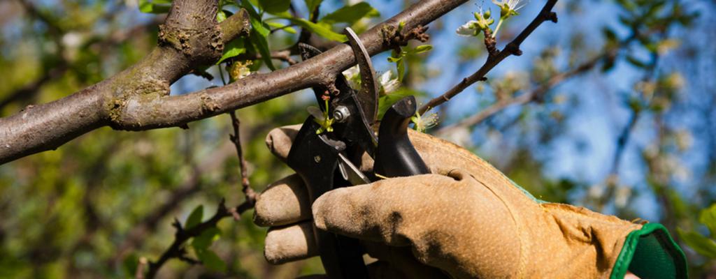 tree cancer how to treat