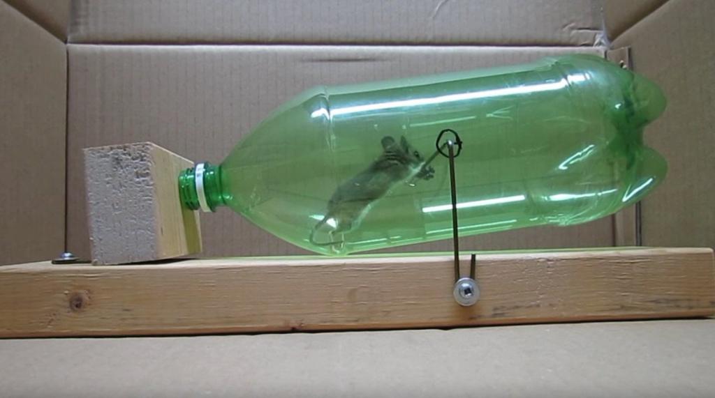 гуманная мышеловка из пластиковой бутылки