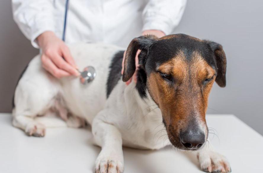 what to do if the dog was poisoned with rat poison