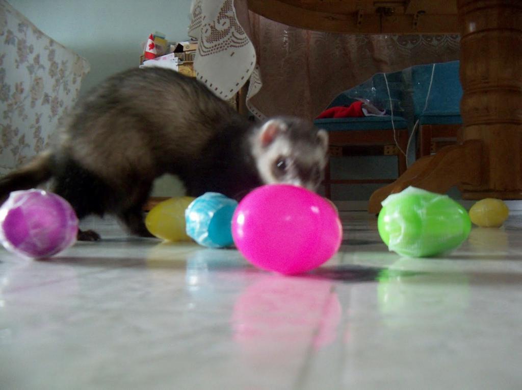 how to train a ferret to a tray at home