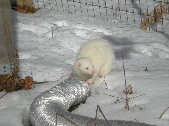 how to train a ferret to a cage tray