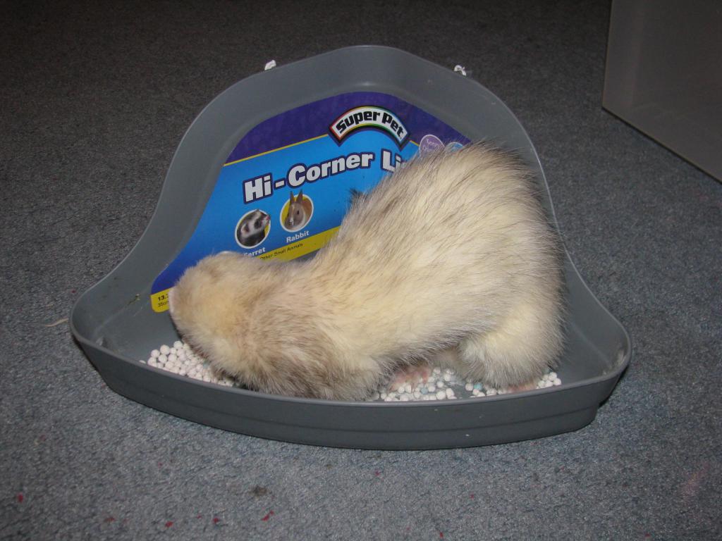 how to train a ferret to the toilet in the cage is the most effective way