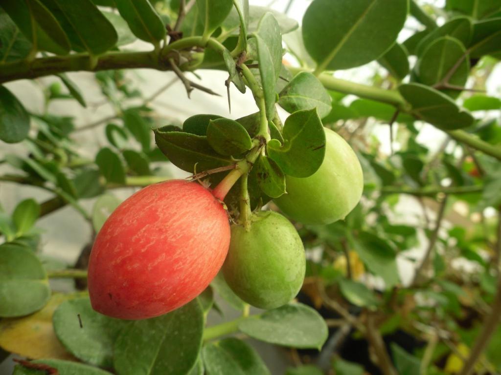 caries fruits