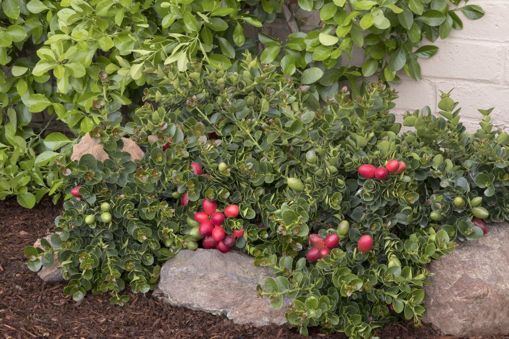 how to grow a home plum