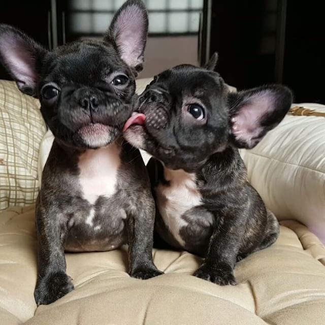 french bulldog black