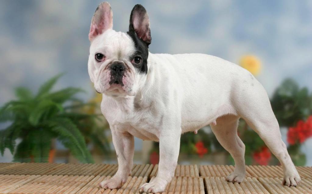 brindle french bulldog