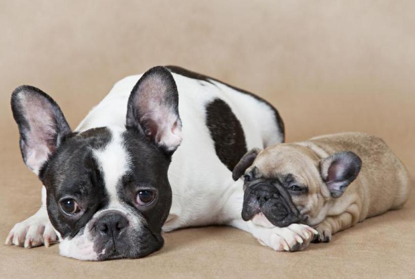 white fawn french bulldog