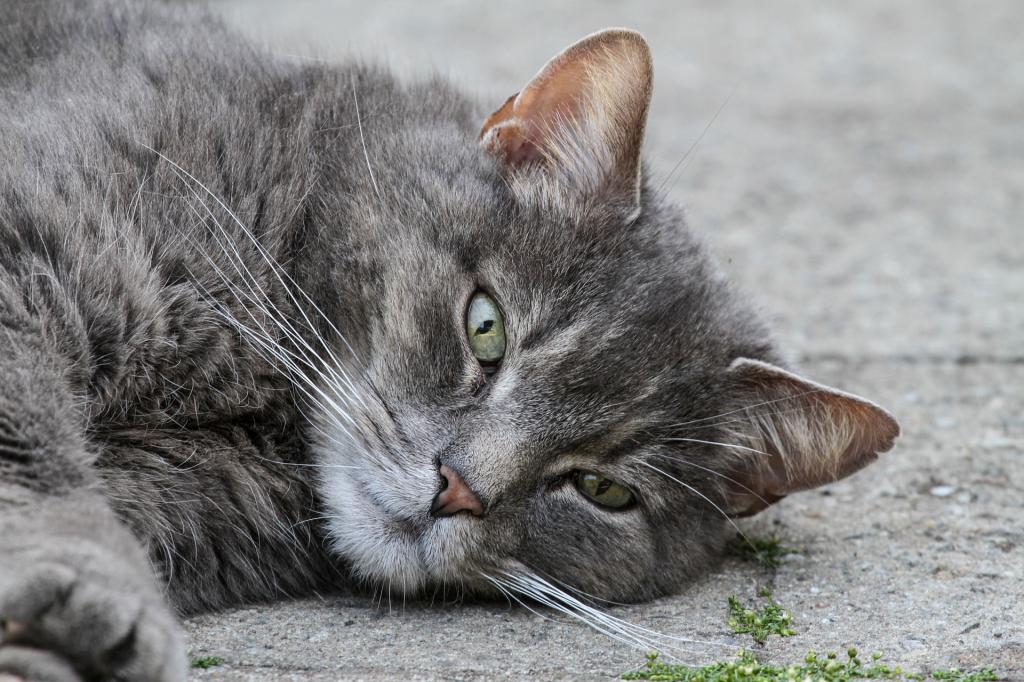 British cat