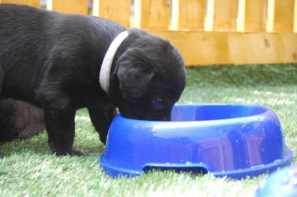 puppy feeding