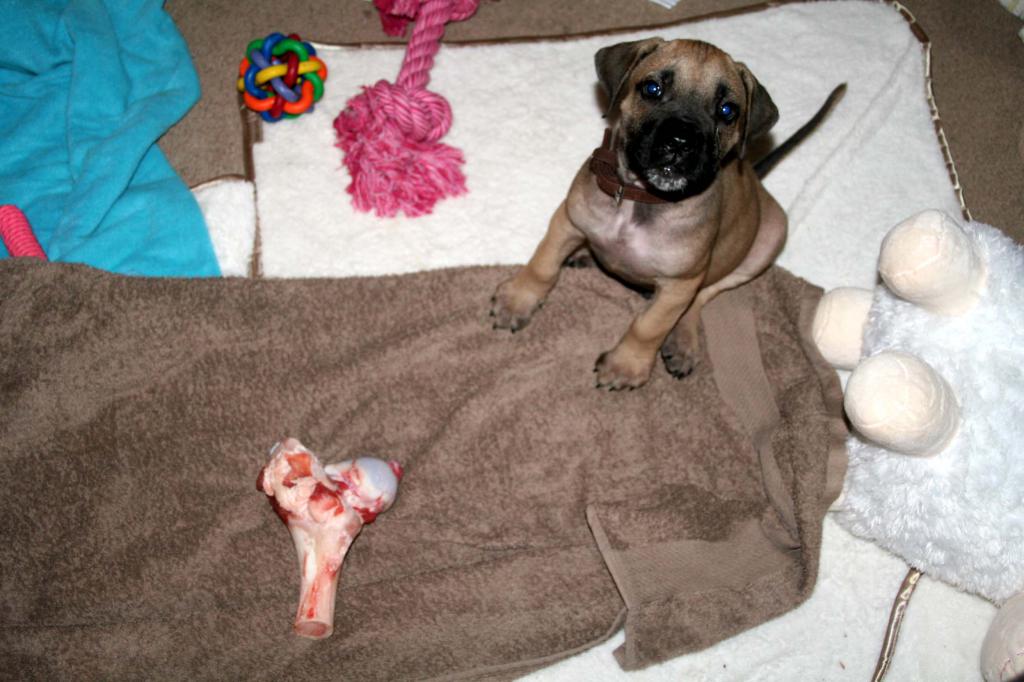 first puppy feeding