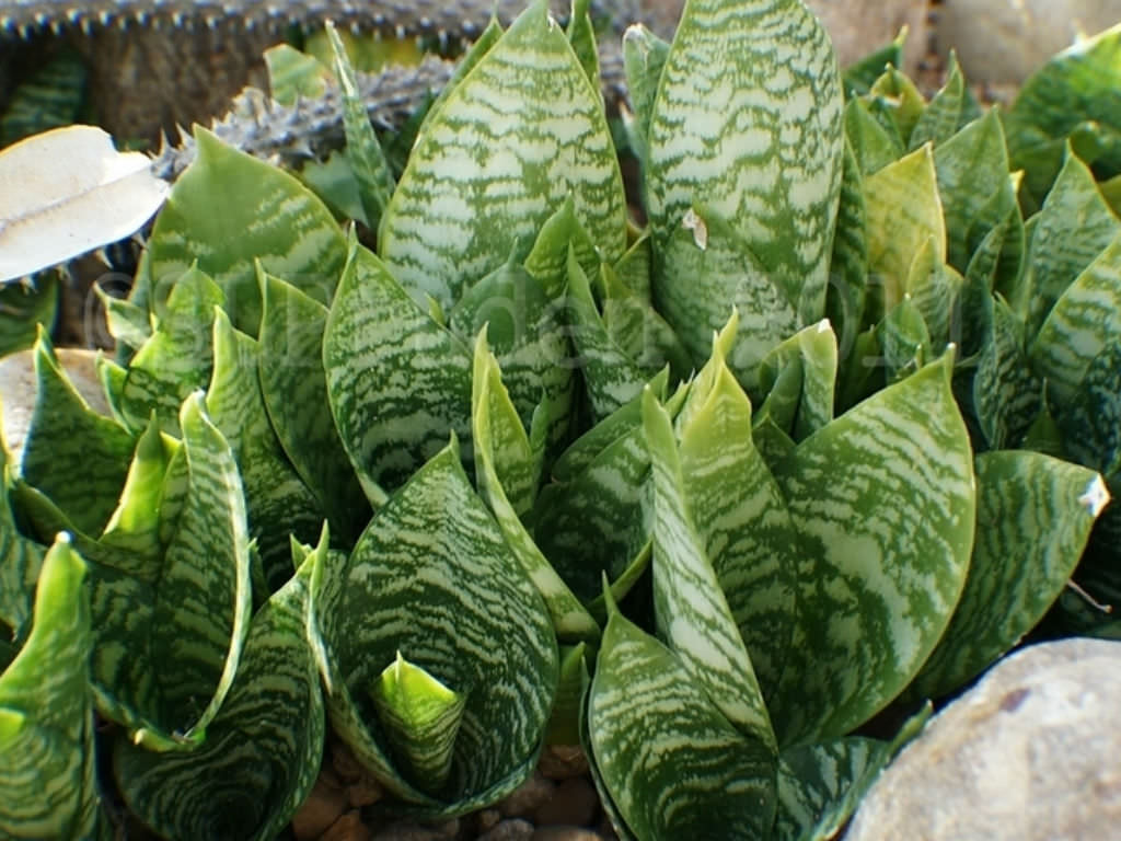 sansevieria leaf propagation