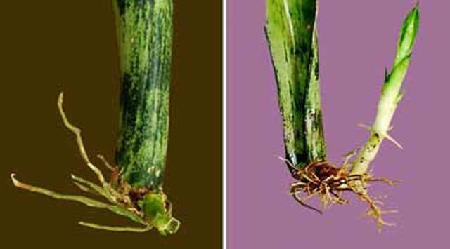 sansevieria cylindrical propagation