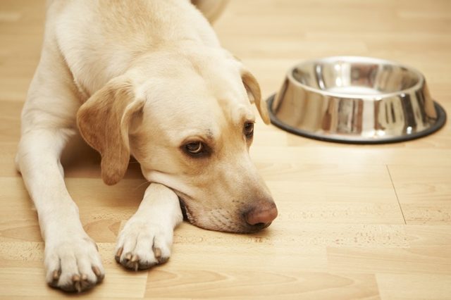 сколько собака может прожить без еды и воды