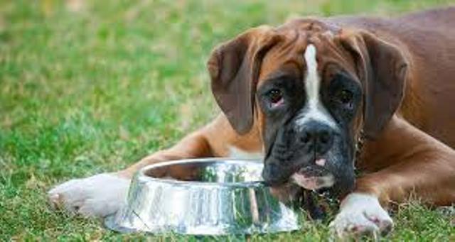 сколько собака может быть без еды