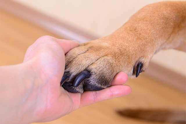 dermatitis in dogs treatment