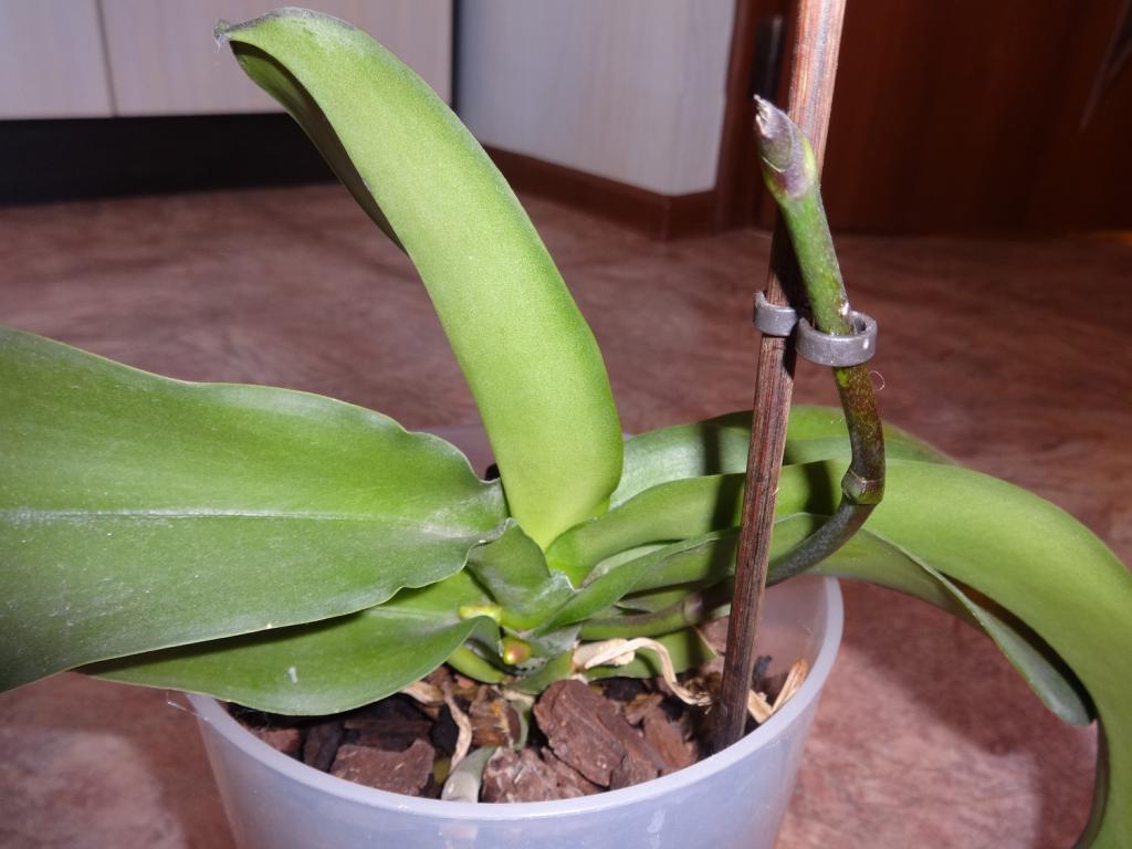 цветонос у орхидеи что делать