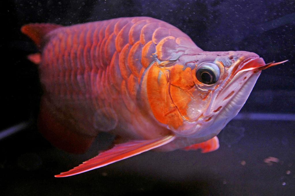 аквариумная рыбка с красным хвостом