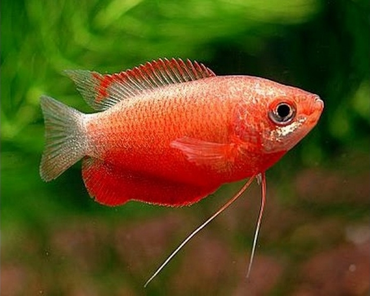 аквариумные рыбки красные с черным